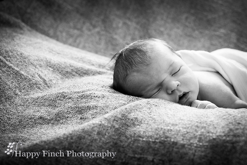 "Happy Finch Photography" newborn photo session