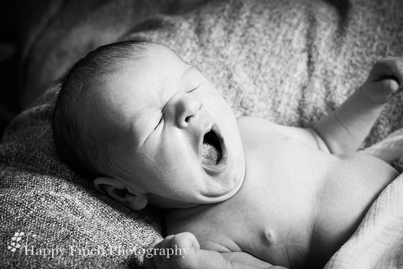 "Happy Finch Photography" newborn photo session