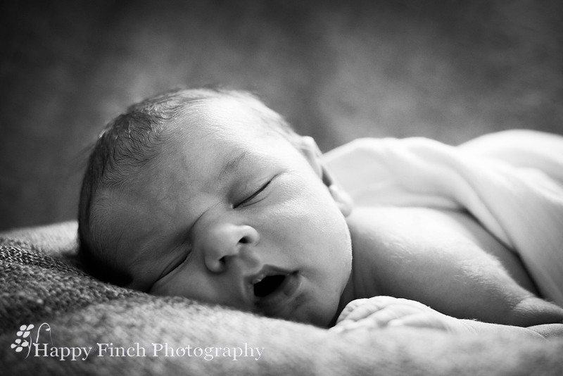 "Happy Finch Photography" newborn photo session