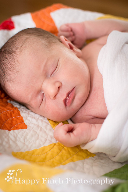 "Happy Finch Photography" newborn photo session