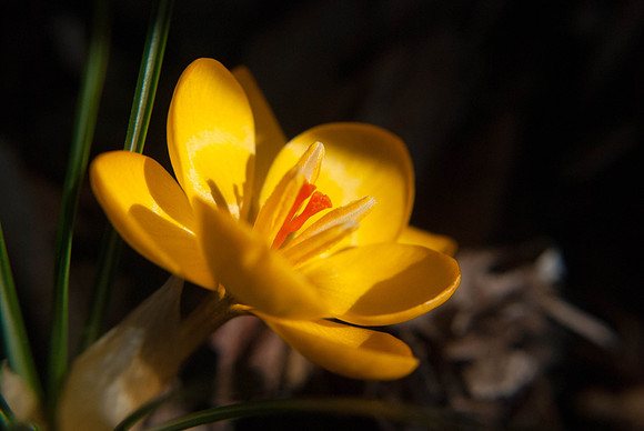 Happy Finch Photography