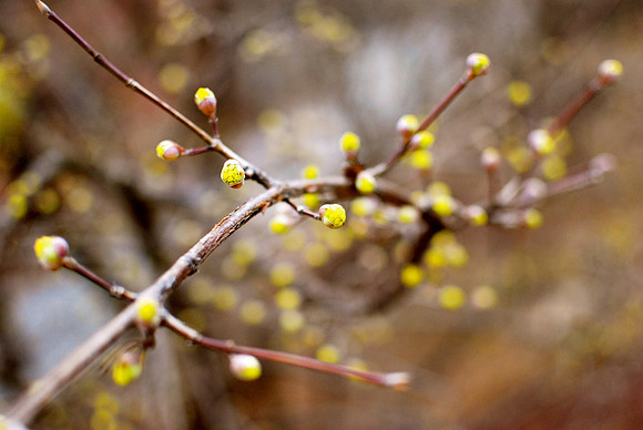 Happy Finch Photography