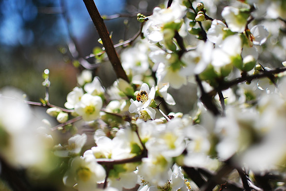 Happy Finch Photography